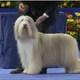 Illustration for article titled National Dog Show Final Contenders, 2013